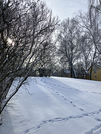 Spår i snön i Höganäsparken 9 mars 2023
