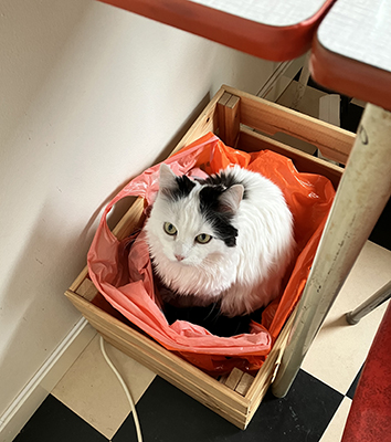 Citrus i tidningspåsen