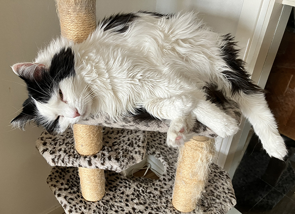 Lucifer sover på klätterträdet