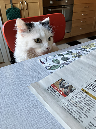 Citrus vid frukostbordet och tidningen