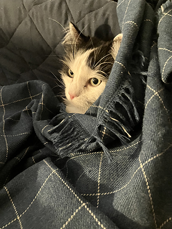 Gubben Lucifer på sin filt i sovrummet