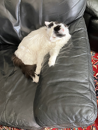 Citrus i Annas fåtölj