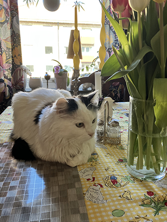 Citrus tittar lystet på tulpanerna