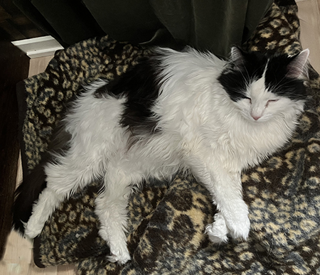 Lucifer blundar på leopardfilten