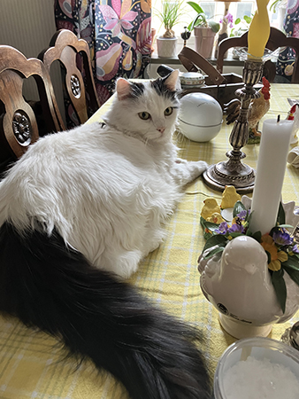 Påskkattan Citrus på matbordet