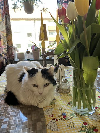 Citrus låter bli tulpanerna