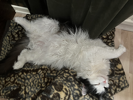 Lucifer utvräkt på rygg på leopardfilten