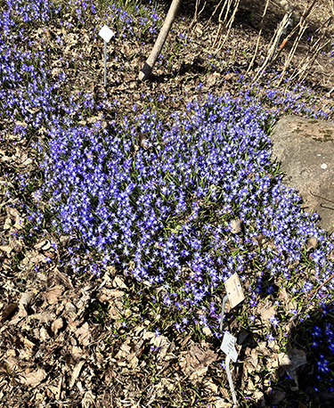 Blått i Botaniska trädgården