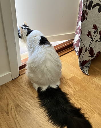 Citrus med tjock svans vid balkongdörren