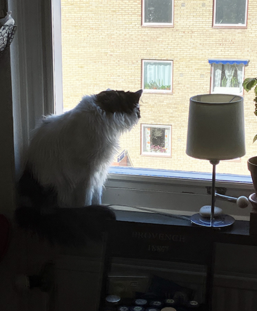 Lucifer i köksfönstret