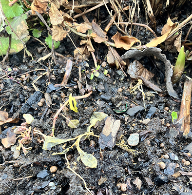 Lite grönt i Slottsträdgården