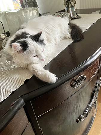 Citrus utsträckt på ekbyffén