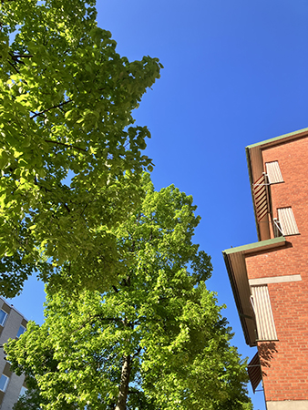 Grönt träd mot blå himmel och rött tegelhus