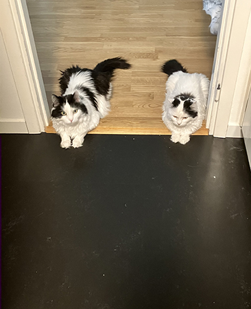 Lucifer och Citrus utanför badrummet