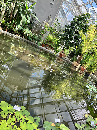 Näckrosdammen i Tropiska växthuset