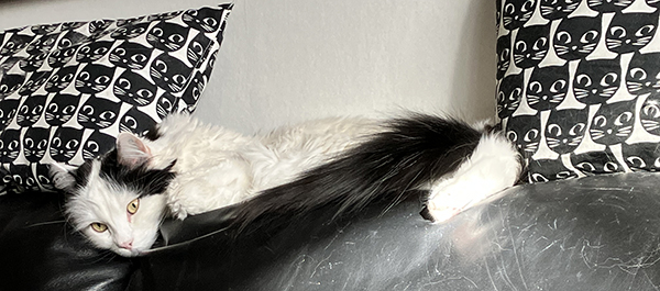 Citrus mellan kattkuddarna på soffryggstödet