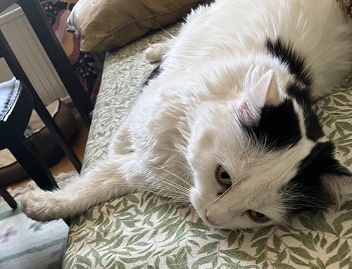 Citrus på kökssoffan