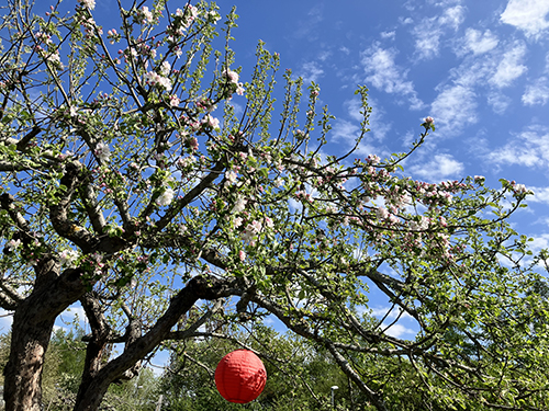 Äppleträdet med röd lykta