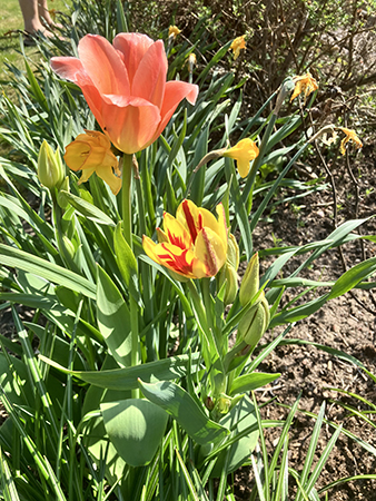 Tvåfärgade tulpaner