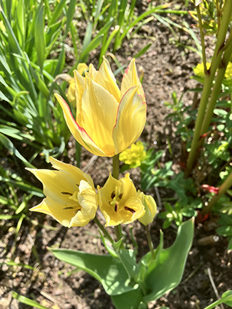 Gula tulpaner med röd kant