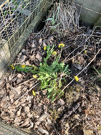 Maskrosor i komposten