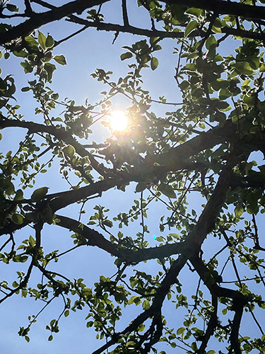 Solen bakom en äpplegren