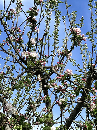 Äppelträdet började blomma 20 maj