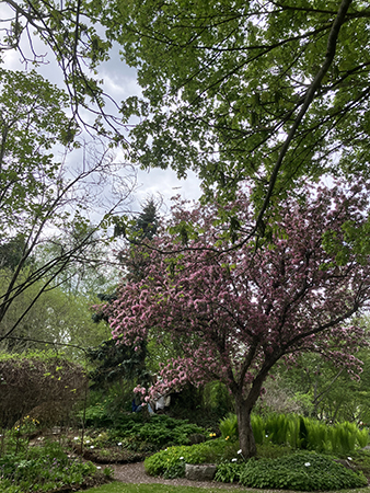 Blommande blodapel i Botaniska trädgården