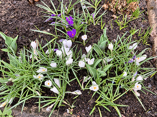 Krokus i Slottsträdgården