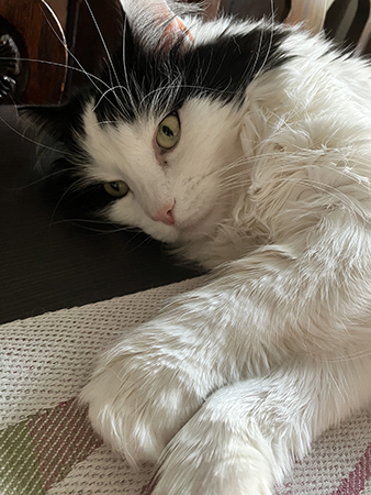 Lucifer på matbordet närbild