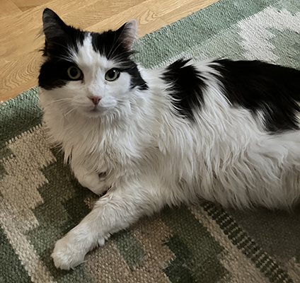 Lucifer på mattan i matrummet