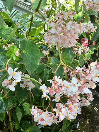 Blommor i Tropiska växthuset