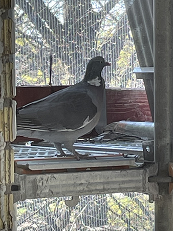 Byggmästare Ringduva foto Anna