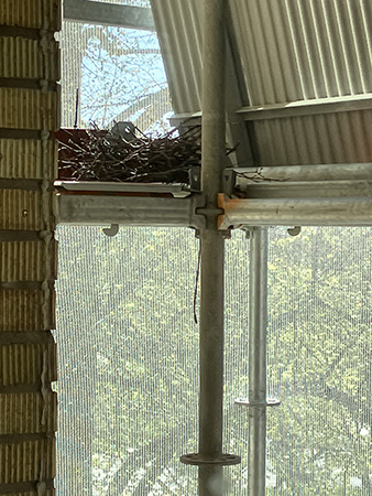 Duvboet på byggställningarna söndag 14 maj 2023 Duvboet på byggställningarna söndag 14 maj 2023