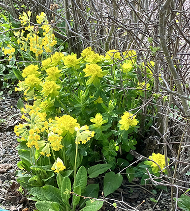 Gullvivor och andra gula blommor i ett hörn vid häcken