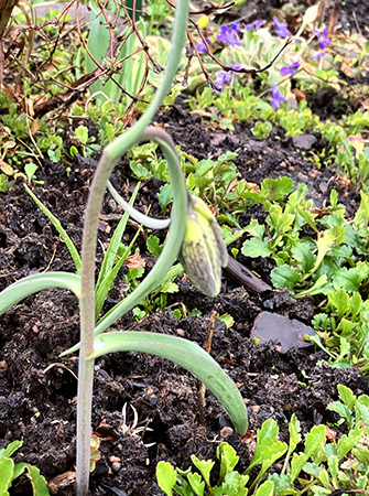 Kungsängslilja i Slottsträdgården