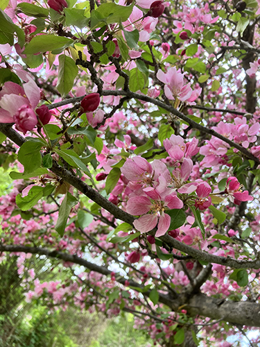 Närbild blodapelblommor