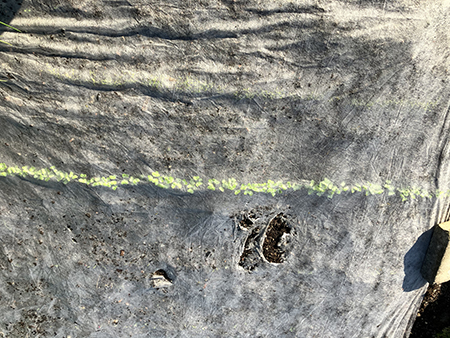 Rädisor under fiberduken