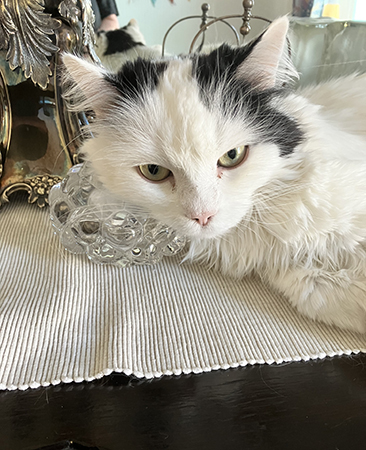 Citrus på ekbyffén vilar huvudet på en hallonlykta