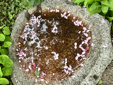 Fallna blommor från blodapel i Botaniska trädgården