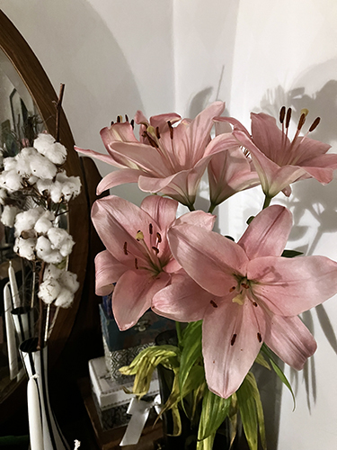 Utslagna födelsedagsliljor