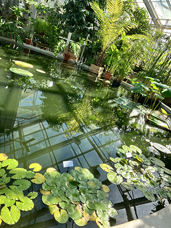 Vid Victoriadammen i Tropiska växthuset