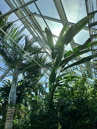 Inne i Tropiska växthuset glastak och växter