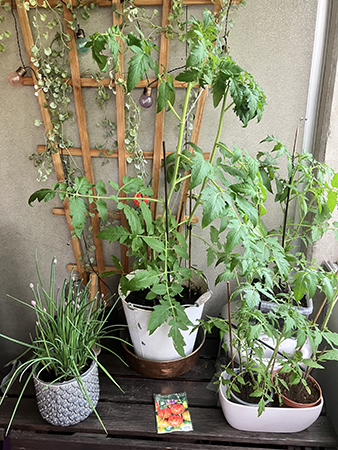 IMs balkongodlingar tomater gräslök