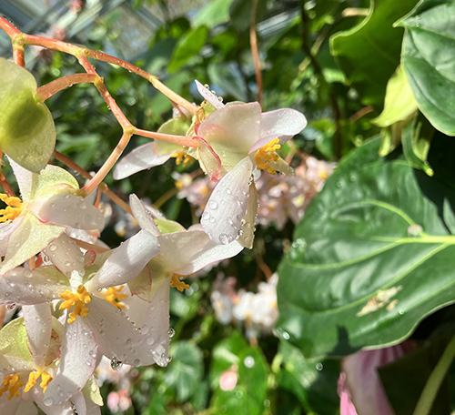 Orkidé med droppar i Tropiska växthuset