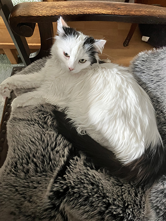 Citrus på fällen i min stol vid matbordet