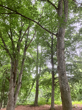 Träd vid stig intill slottet när Ackis