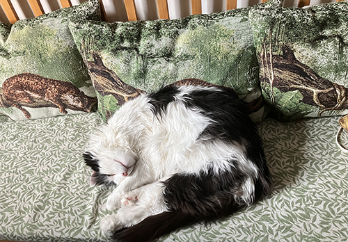 Lucifer ihoprullad på kökssoffan