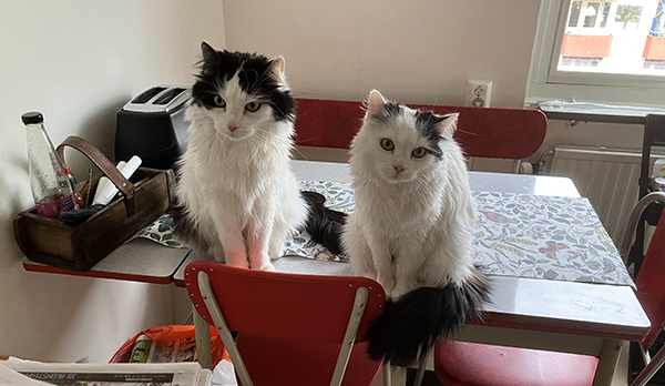 Lucifer och Citrus på köksbordet i köket på Main Street