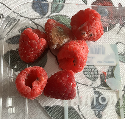 Mögliga hallon från Lutis